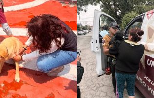 Rescatan en Coacalco animales explotados para venta en mercado negro