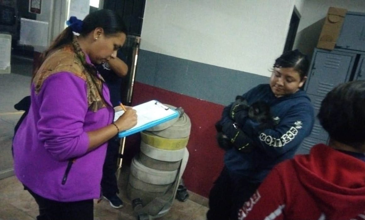 Reubicarán a mono araña que ingresó a vivienda en Melchor Ocampo