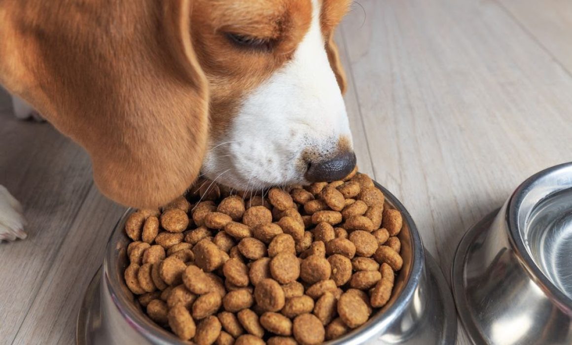 Súmate a Croquetmanía y mejora la vida de perros y gatos rescatados