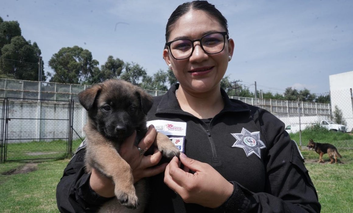 Transforma SSEM abandono en esperanza con rescate de perros en Lerma