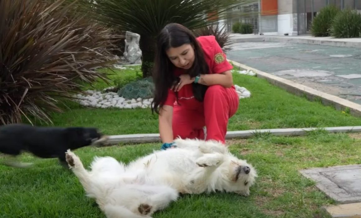 Transforma UAEMéx vida de perros para ayudar a niños con discapacidad4