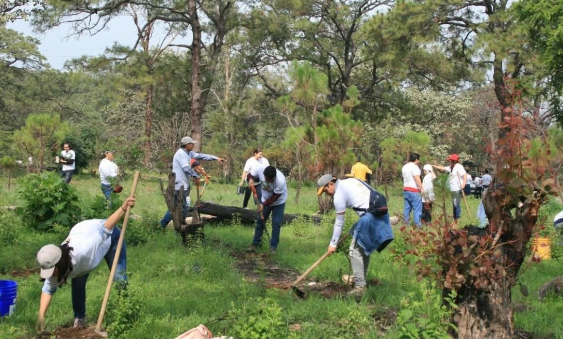 Únete a sembrar árboles en Huixquilucan durante jornada ambiental ciudadana