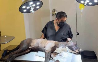 Muere perro baleado por defender a su dueño en Valle de Chalco