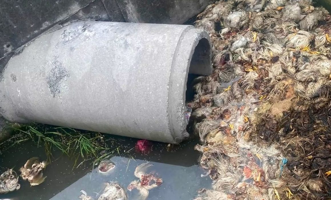 Vuelven a abandonar pollos muertos en Toluca pese a operativos