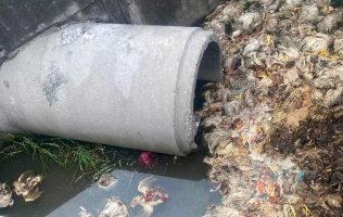 Vuelven a abandonar pollos muertos en Toluca pese a operativos