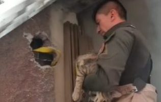 Abren boquete en Ecatepec para rescatar a michi atrapado