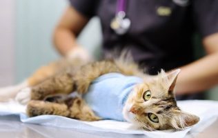 Acerca Tlalnepantla esterilización y vacunas gratuitas para mascotas