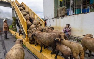 Aprovechan borregos cierre carretero para cruzar por puente en Tenango