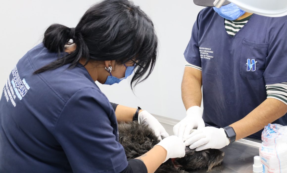 Beneficia Huixquilucan a más de 800 mascotas con servicios veterinarios