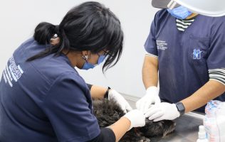 Beneficia Huixquilucan a más de 800 mascotas con servicios veterinarios