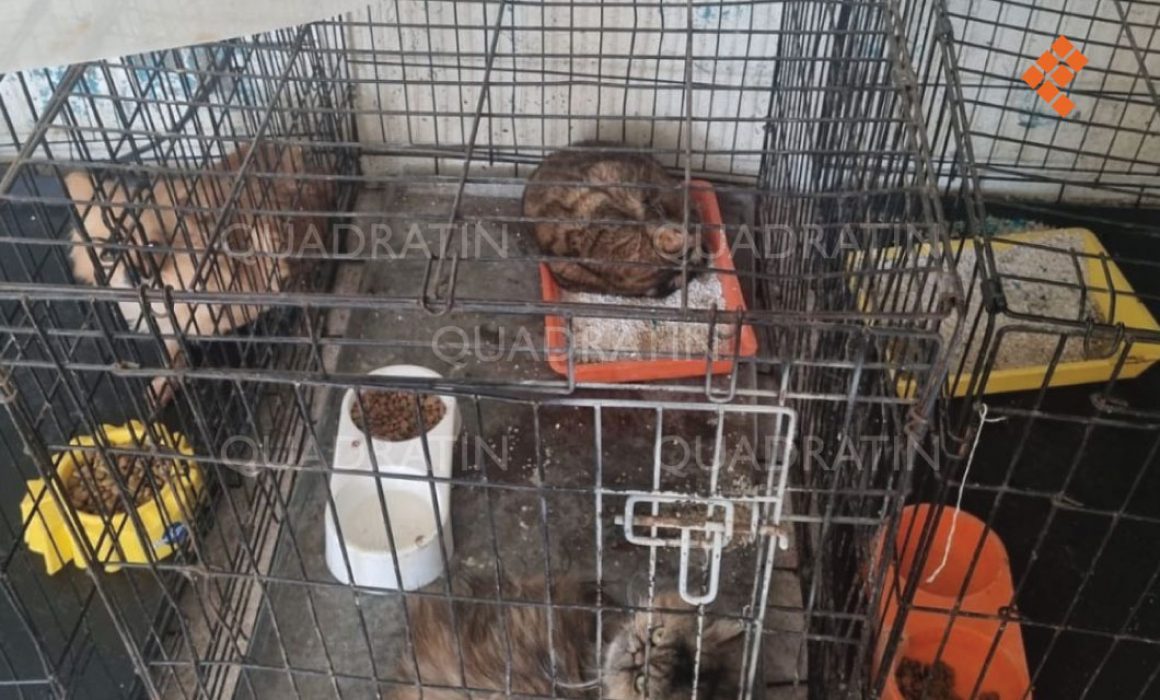 Denuncian supuesto desmantelamiento operativo en Bienestar Animal