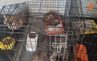 Denuncian supuesto desmantelamiento operativo en Bienestar Animal