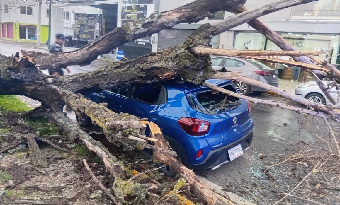 Derriban lluvias y viento dos árboles, uno aplasta auto en Toluca