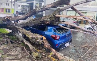 Derriban lluvias y viento dos árboles, uno aplasta auto en Toluca