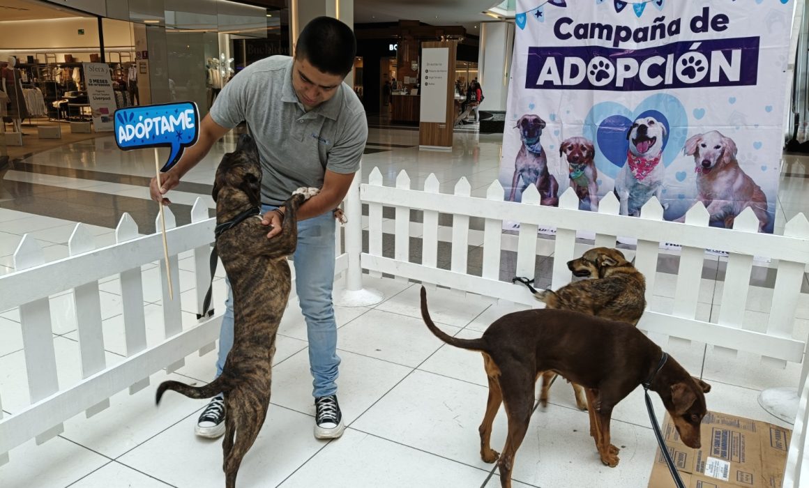 Encuentran hogar 475 perritos gracias al trabajo de Huixquican