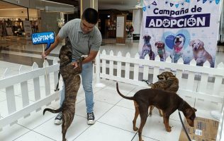 Encuentran hogar 475 perritos gracias al trabajo de Huixquican