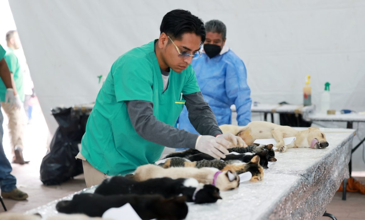 Esterilizan en jornada de bienestar animal en Chimalhuacán 150 mascotas