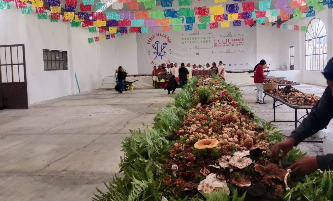 Fortalece Feria Mazahua del Hongo la identidad cultural de Donato Guerra
