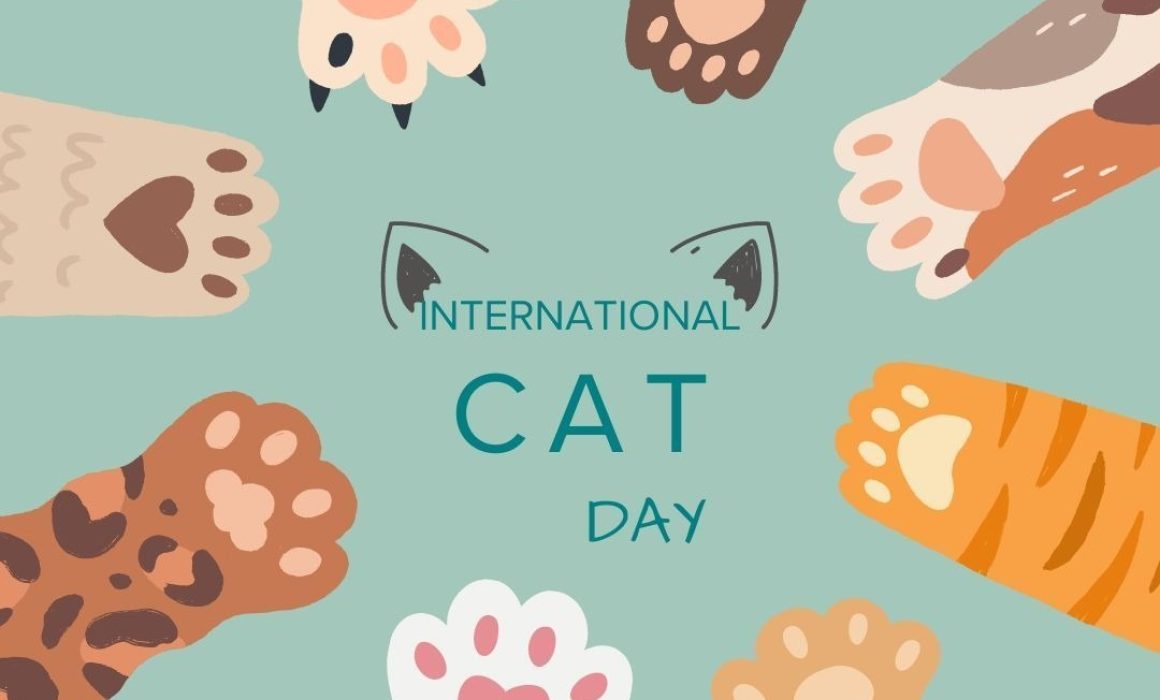 Gastan mexiquenses más de 2 mil pesos al mes para mantener un gato