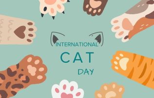 Gastan mexiquenses más de 2 mil pesos al mes para mantener un gato