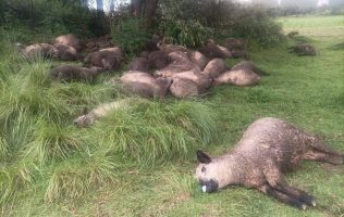 Mata rayo a rebaño de ovejas en Xalatlaco
