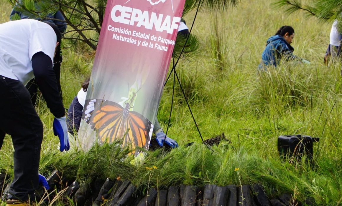 Prepara CEPANAF siembra de 25 mil árboles en el Parque Sierra Morelos