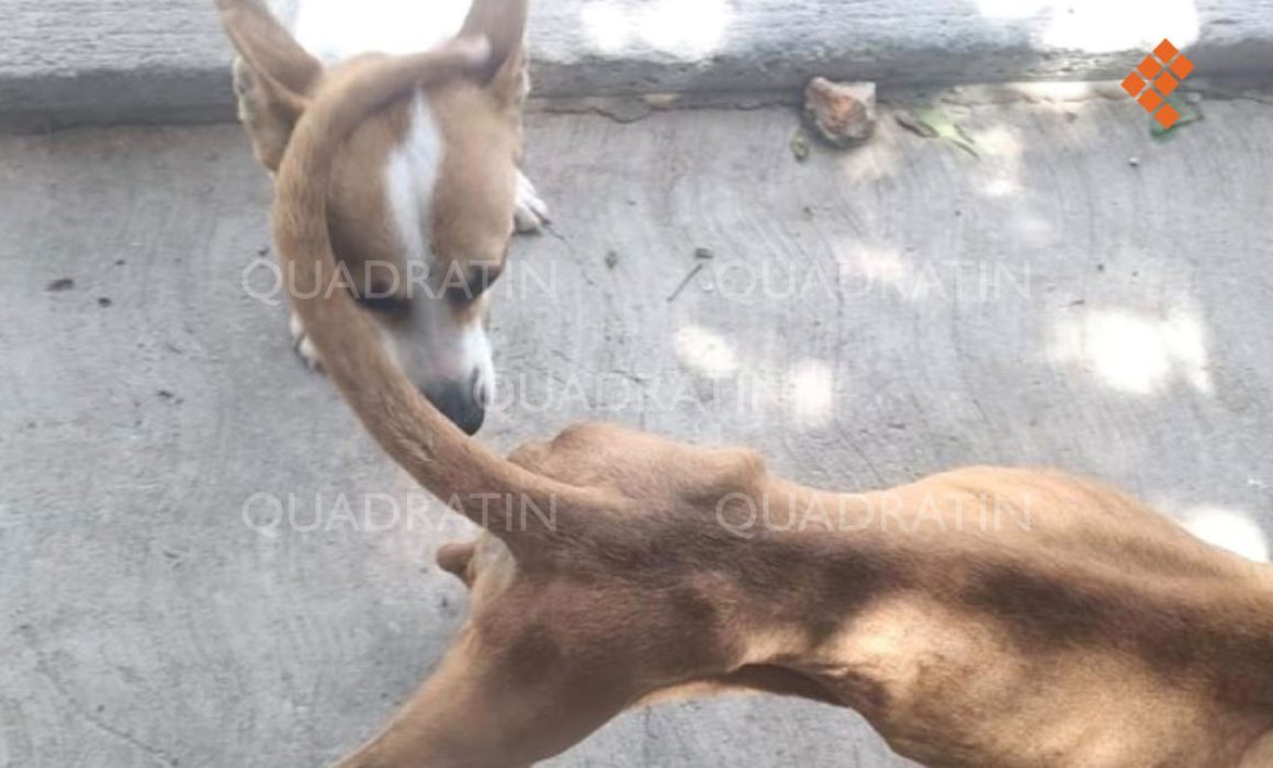 Presunta negligencia como sello de Bienestar Animal del Municipio de Querétaro