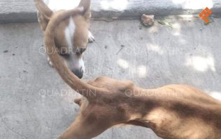 Presunta negligencia como sello de Bienestar Animal del Municipio de Querétaro