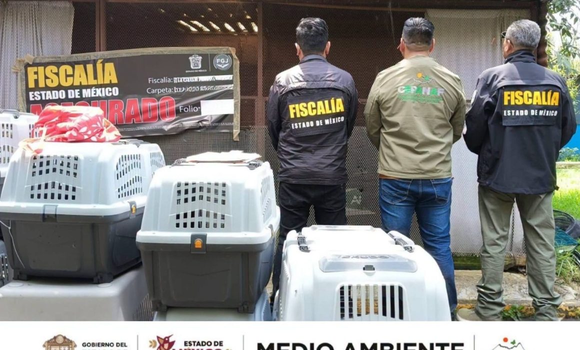 Rescata FGJEM y Cepanaf a 12 animales más de Granjas Chopo en Ixtapaluca
