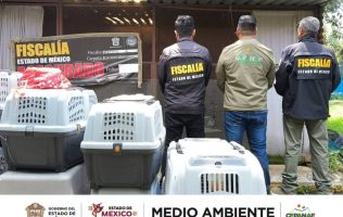 Rescata FGJEM y Cepanaf a 12 animales más de Granjas Chopo en Ixtapaluca