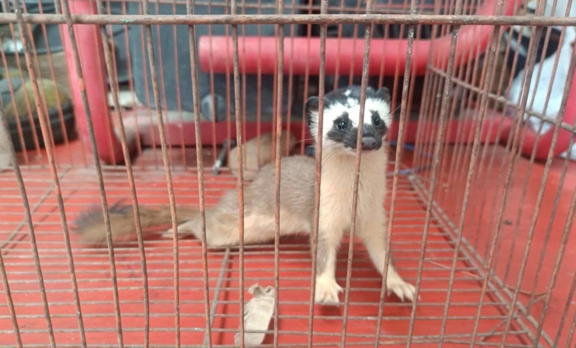 Rescatan comadreja atacada por perros en Metepec