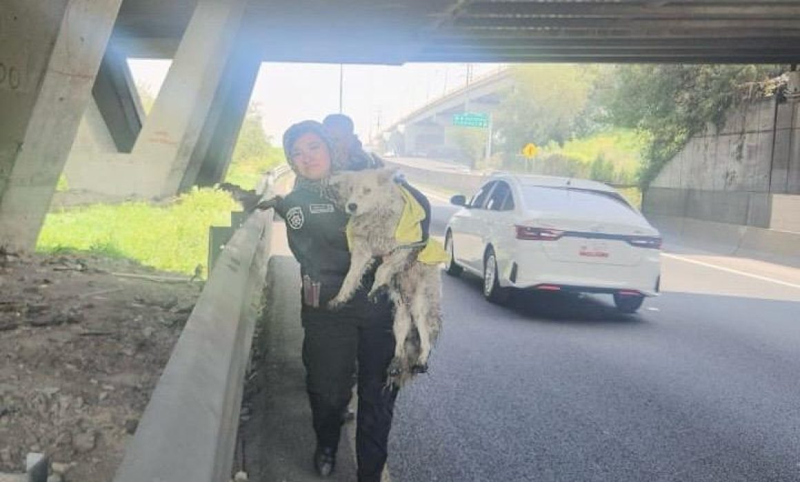 Rescatan policías de Ecatepec a perrito atrapado en canal; ya tiene casa