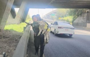 Rescatan policías de Ecatepec a perrito atrapado en canal; ya tiene casa