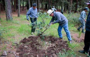 Restauran 3.8 hectáreas de bosque afectadas por plaga en Timilpan