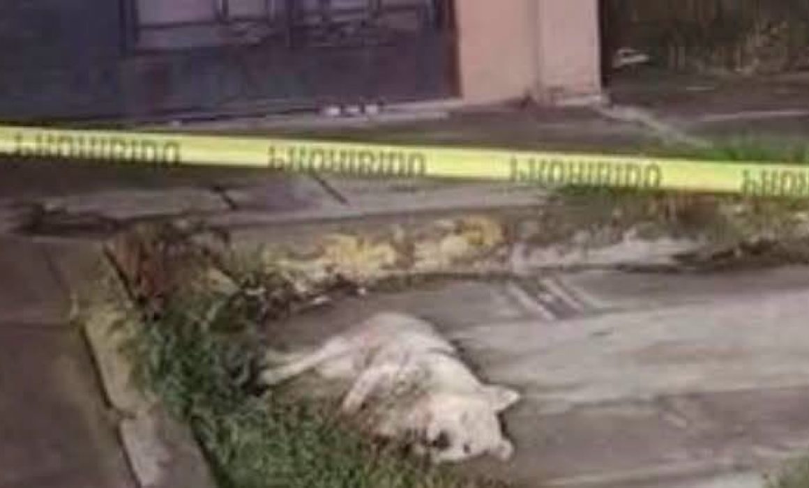 Sujeto que mató a balazos a perro en Tecámac alegó que mordió a su hijo