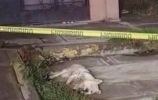 Sujeto que mató a balazos a perro en Tecámac alegó que mordió a su hijo
