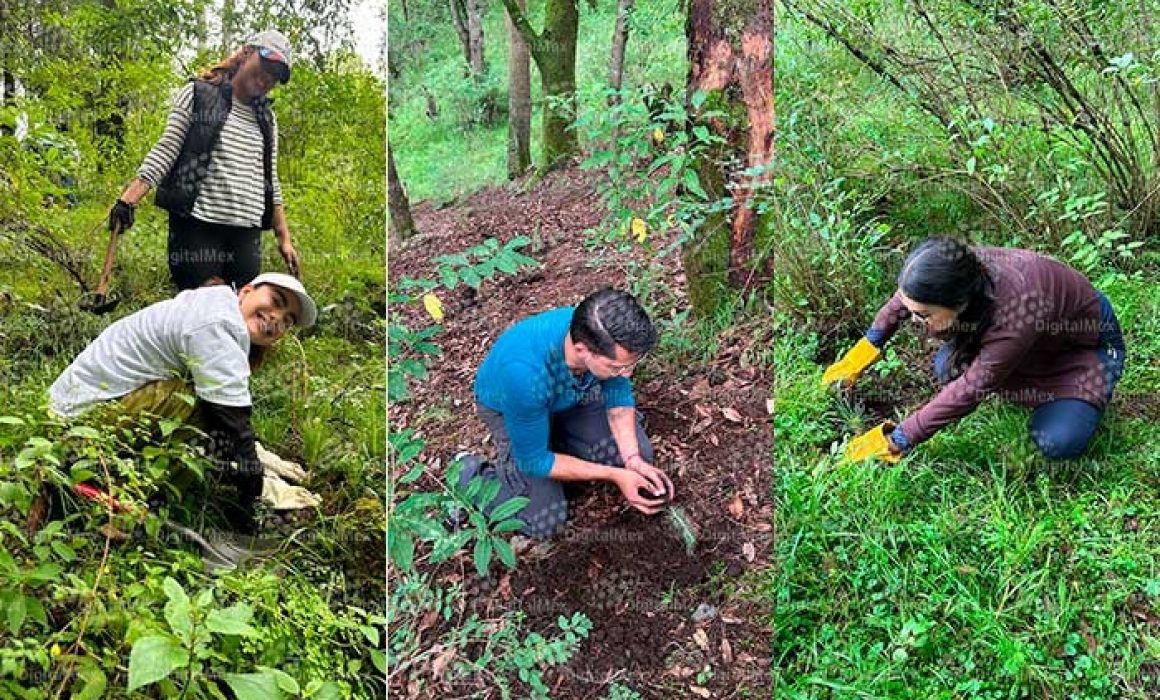 periodistas reforestan Tianguistenco