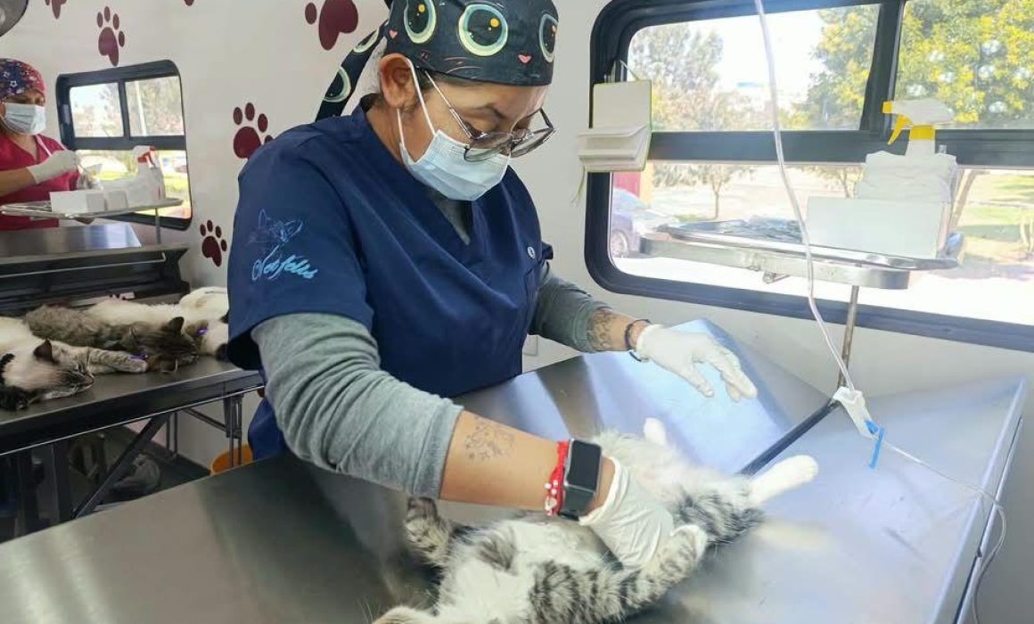 Acerca Tecámac esterilizaciones gratuitas para mascotas