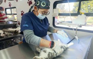Acerca Tecámac esterilizaciones gratuitas para mascotas