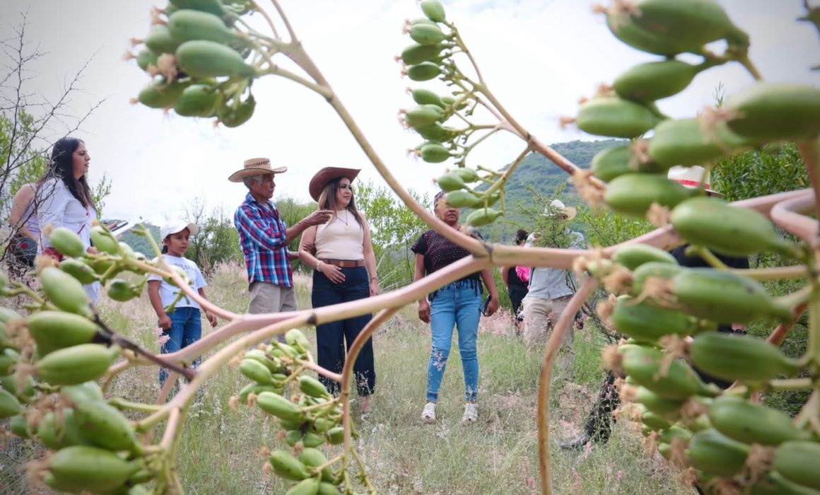 Busca Edomex llevar café, aguacate y mezcal a mercados internacionales