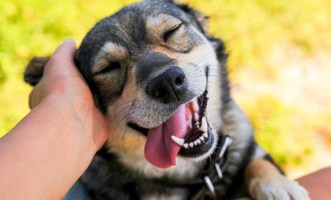 Da Huixquilucan segunda oportunidad a perros que buscan una familia