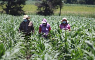 Darán hasta 642 mil pesos a productores de maíz y amaranto del Edomex