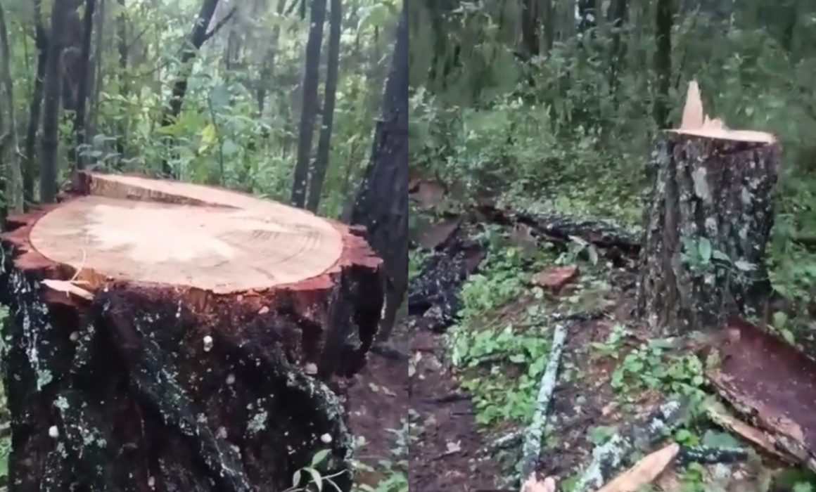 Denuncian tala clandestina dentro de parque Monte Alto en Valle de Bravo