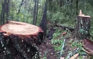 Denuncian tala clandestina dentro de parque Monte Alto en Valle de Bravo