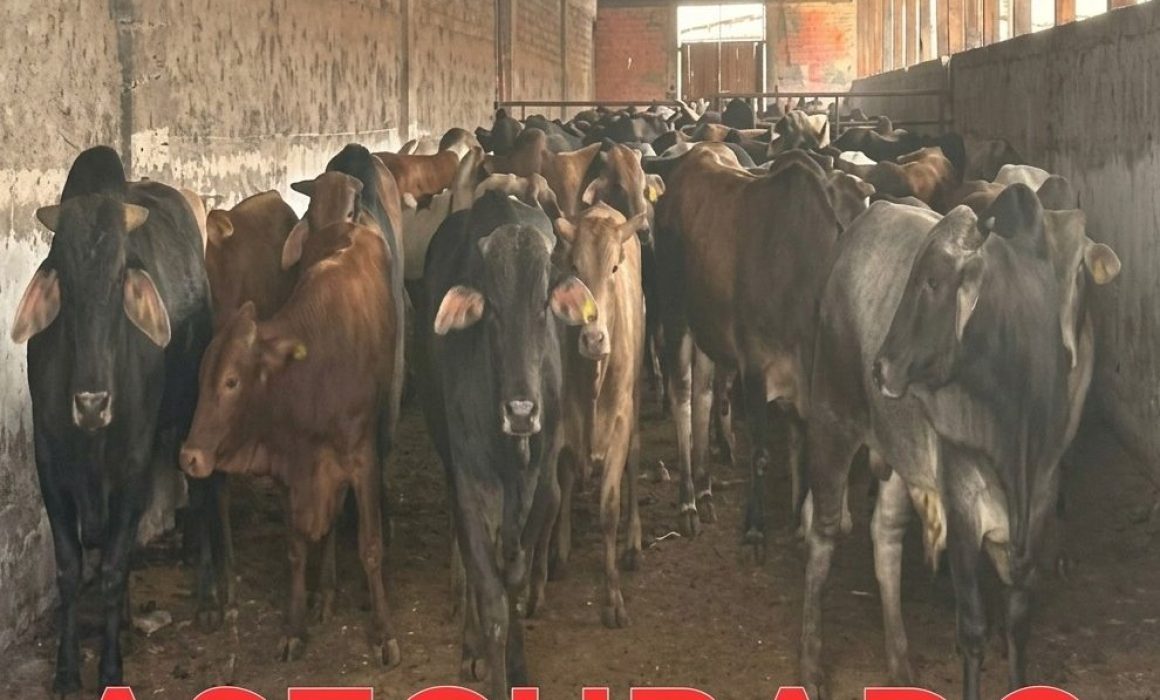 Entrega Fiscalía Edomex 101 cabezas de ganado aseguradas en Otumba