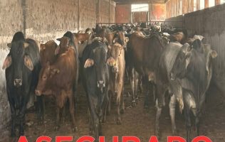 Entrega Fiscalía Edomex 101 cabezas de ganado aseguradas en Otumba