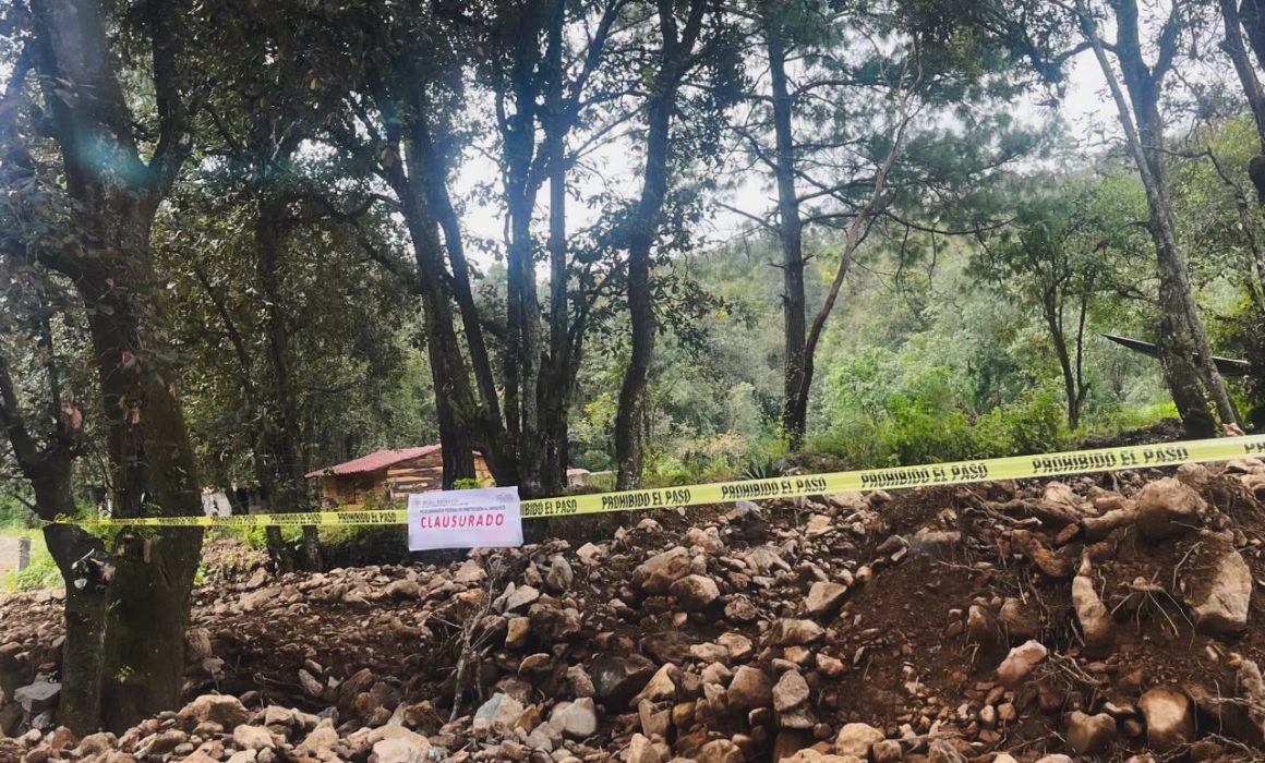 Frena PROFEPA tala de árboles y extracción de piedra en zona protegida