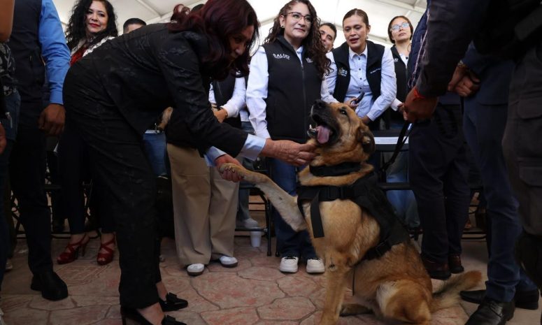 Inicia en Tecámac jornada estatal de vacunación antirrábica