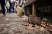 Invade plaga de ratas pasillos del Mercado Juárez en Toluca 1
