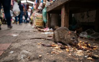 Invade plaga de ratas pasillos del Mercado Juárez en Toluca 1